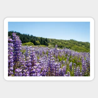 Field of lupine Sticker